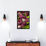 poster orchid